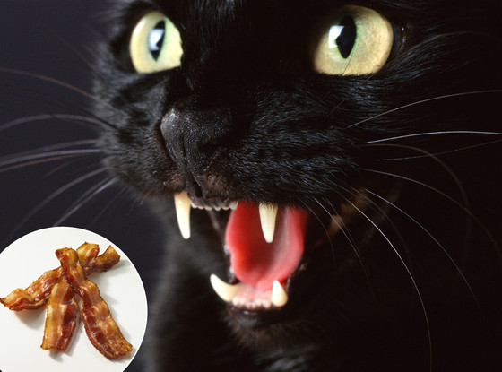 Bacon Cat Bacon Cat